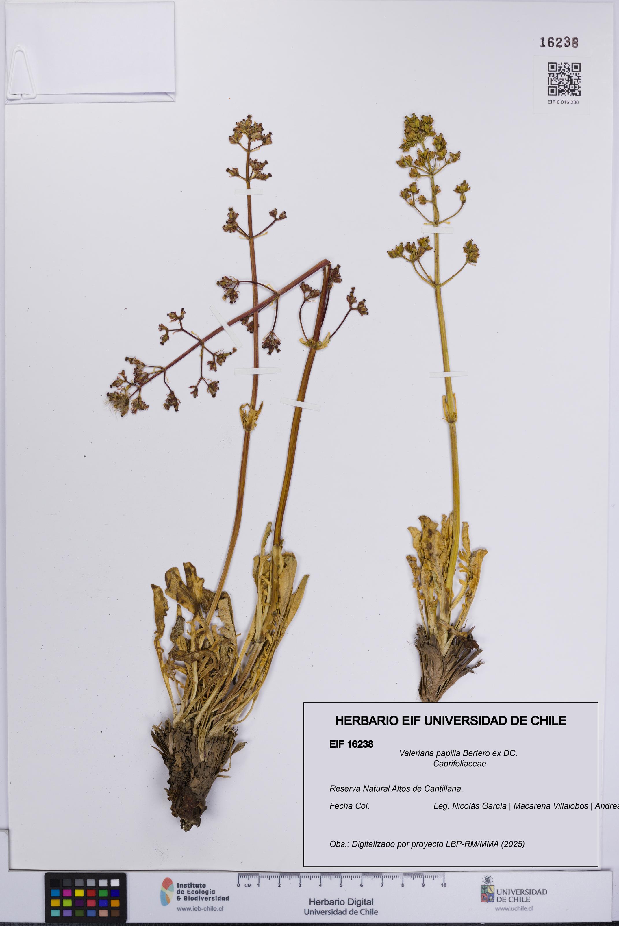 Valeriana papilla [Espécimen: UCH:EIF:0016238]