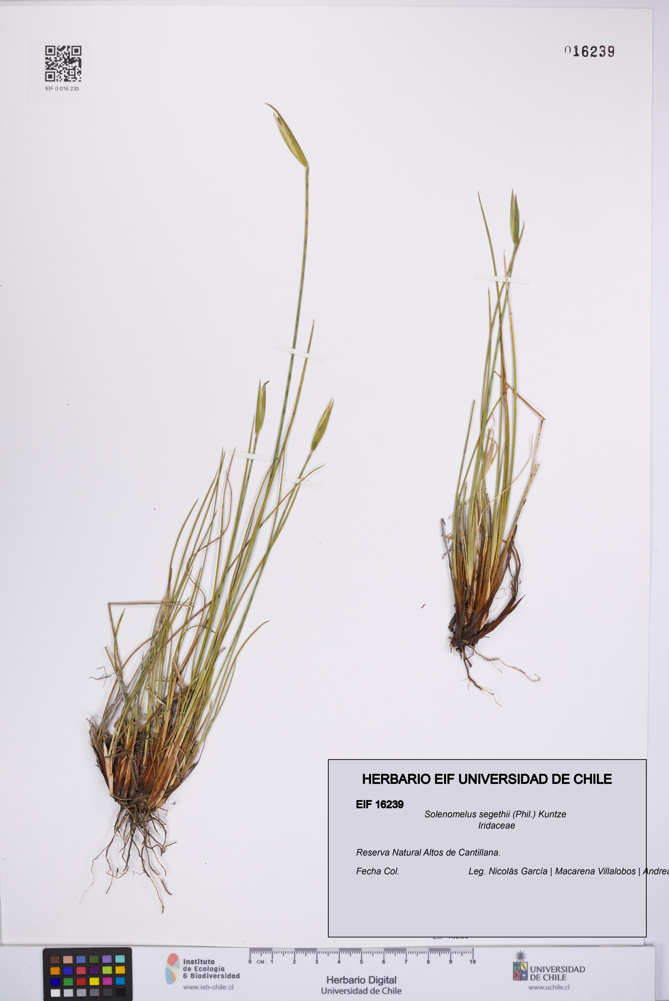 Solenomelus segethii [Espécimen: UCH:EIF:0016239]