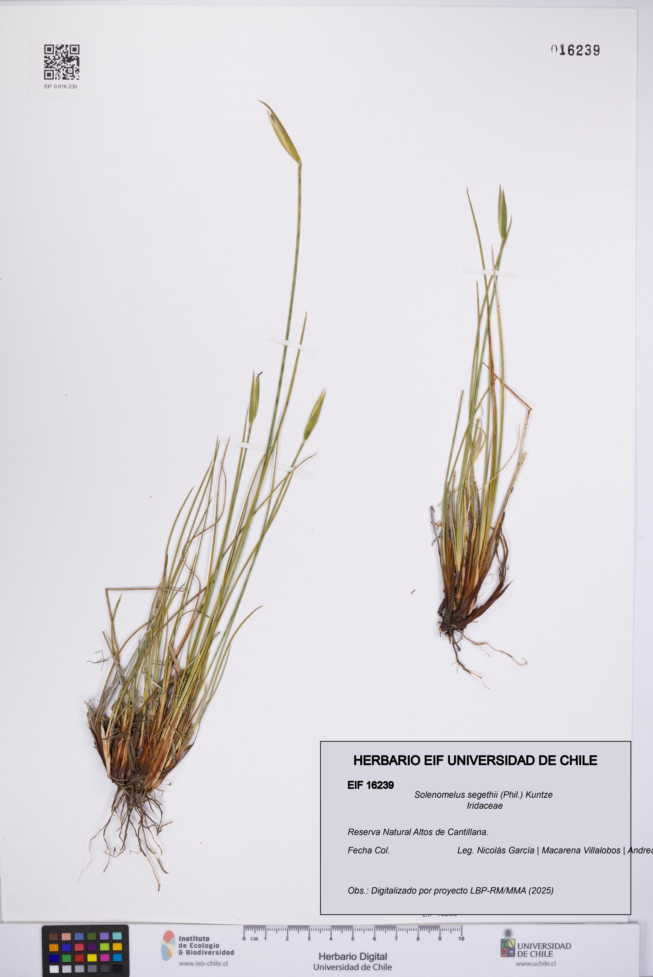 Solenomelus segethii [Espécimen: UCH:EIF:0016239]