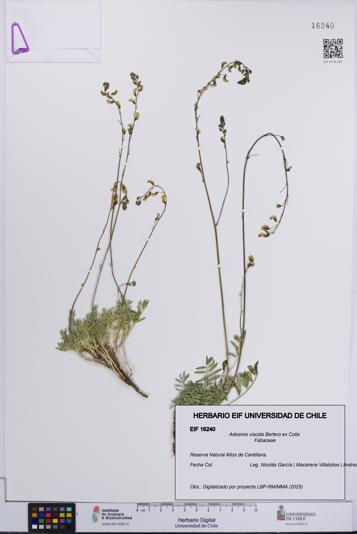 Adesmia viscida [Espécimen: UCH:EIF:0016240]