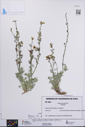 Adesmia davilae [Espécimen: UCH:EIF:0016241]