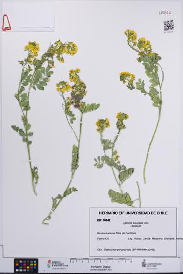 Adesmia prostrata [Espécimen: UCH:EIF:0016242]