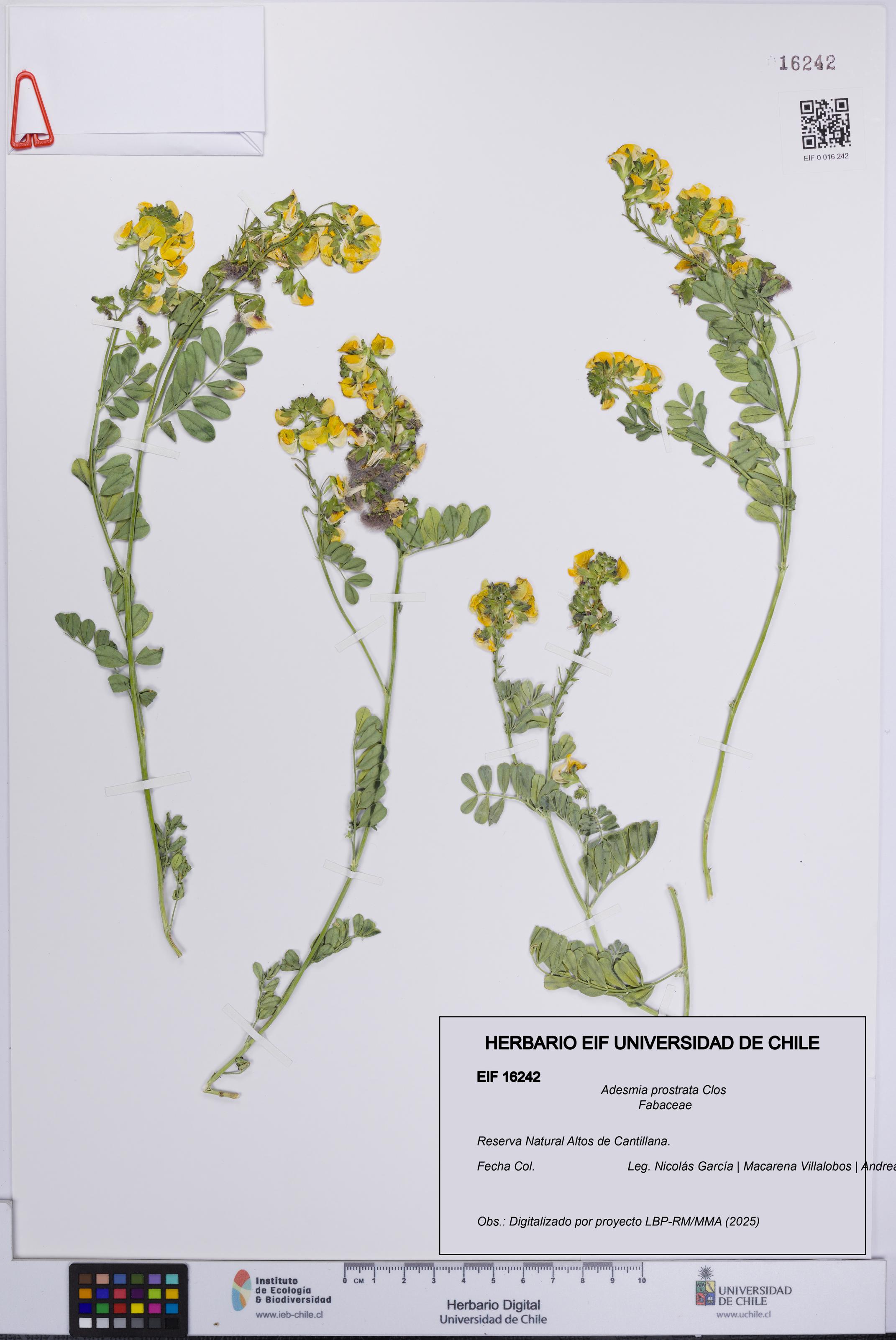 Adesmia prostrata [Espécimen: UCH:EIF:0016242]