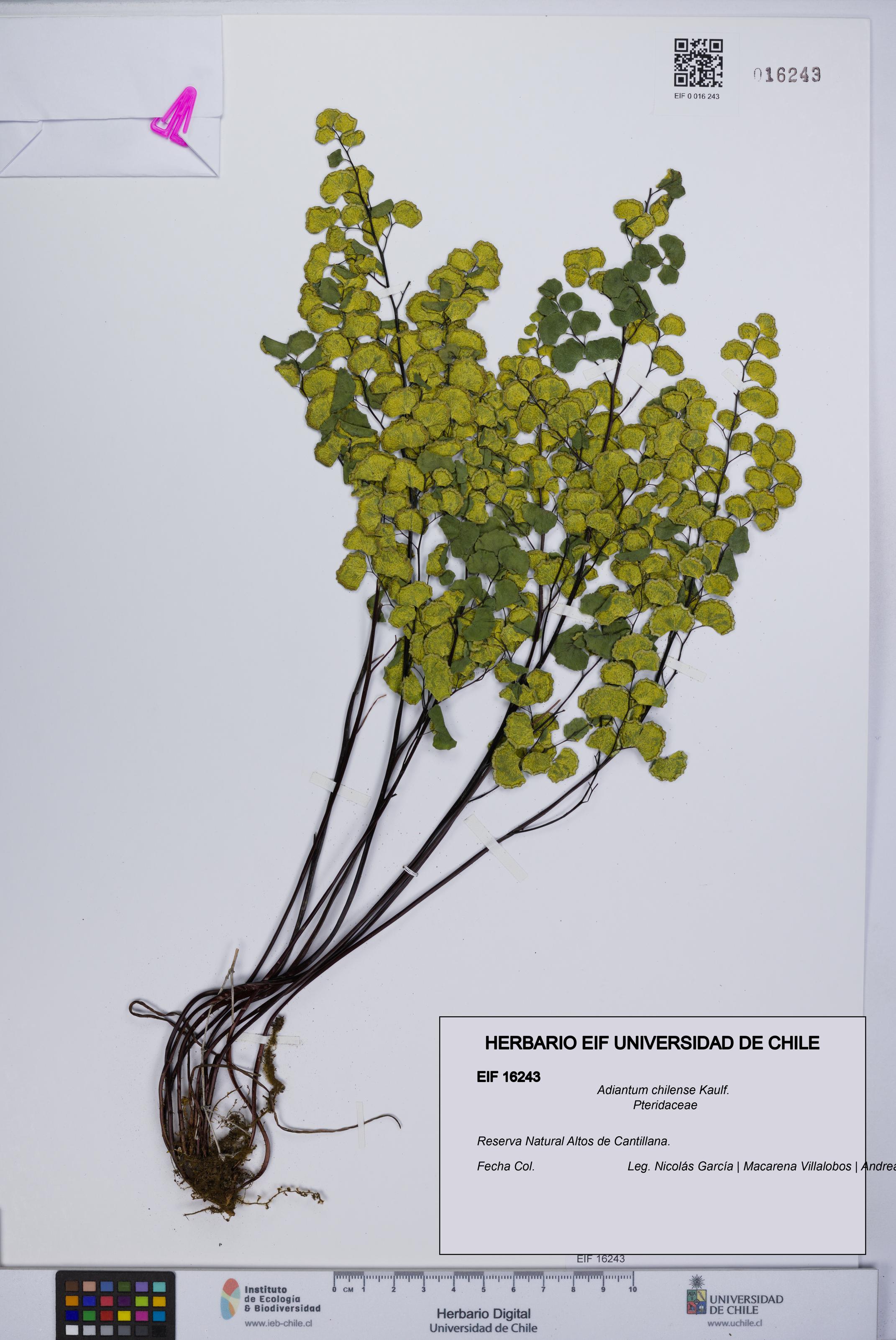 Adiantum chilense [Espécimen: UCH:EIF:0016243]