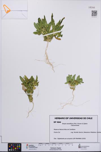 Boopis sessiliflora [Espécimen: UCH:EIF:0016244]