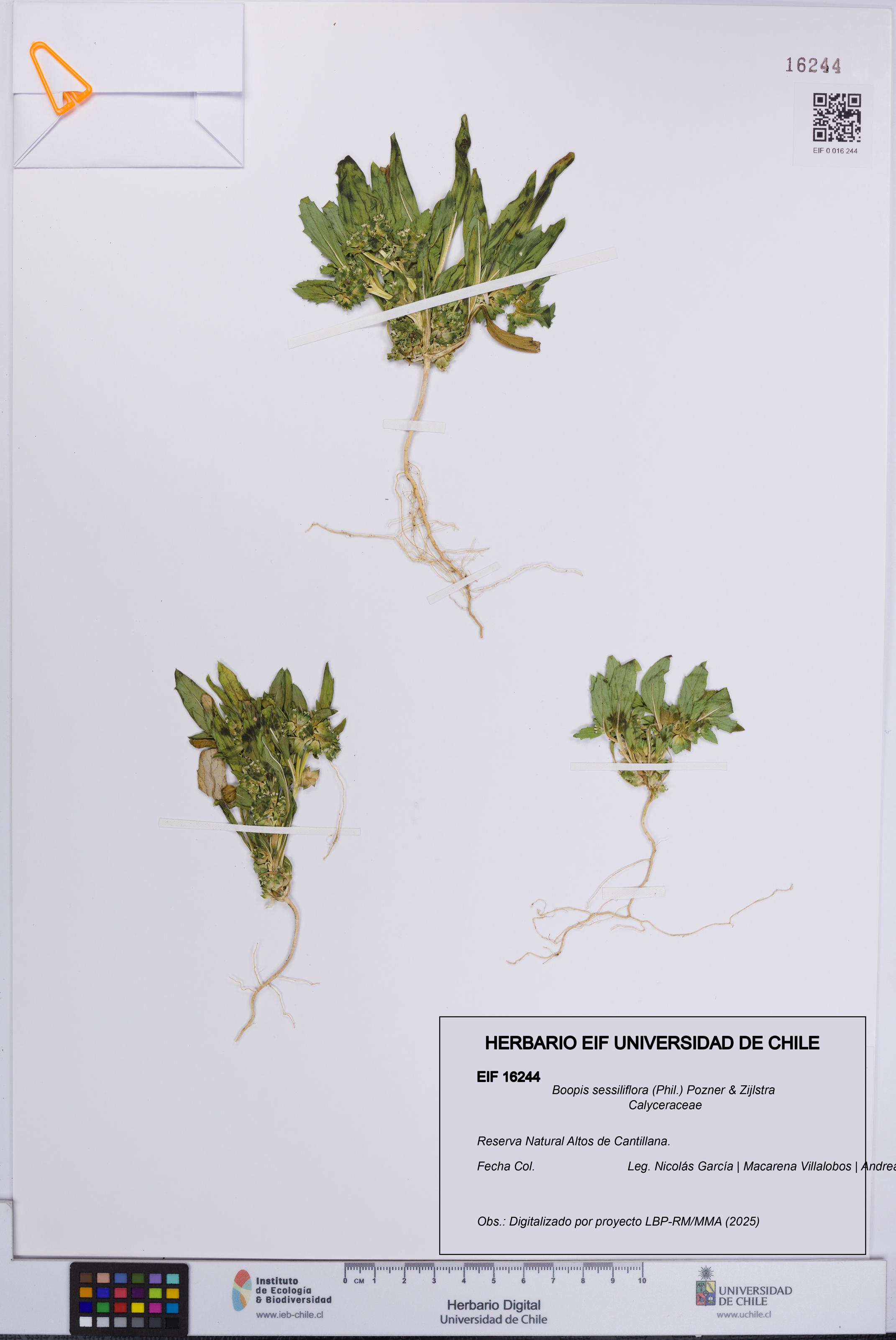 Boopis sessiliflora [Espécimen: UCH:EIF:0016244]