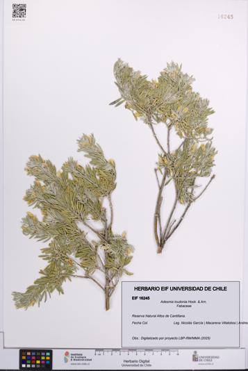 Adesmia loudonia [Espécimen: UCH:EIF:0016245]