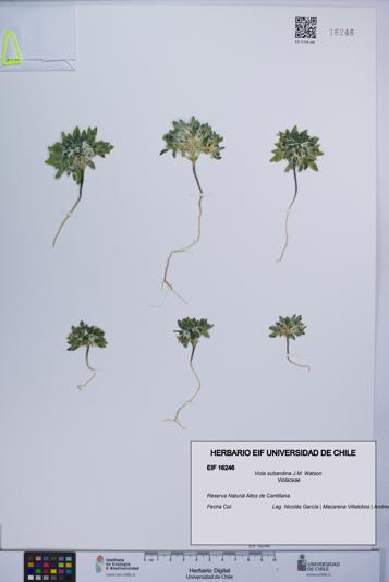 Viola subandina [Espécimen: UCH:EIF:0016246]