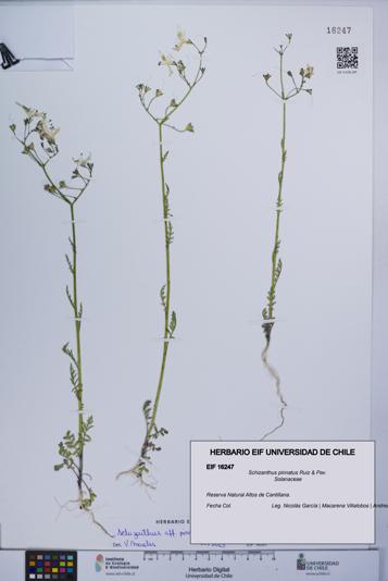 Schizanthus pinnatus [Espécimen: UCH:EIF:0016247]