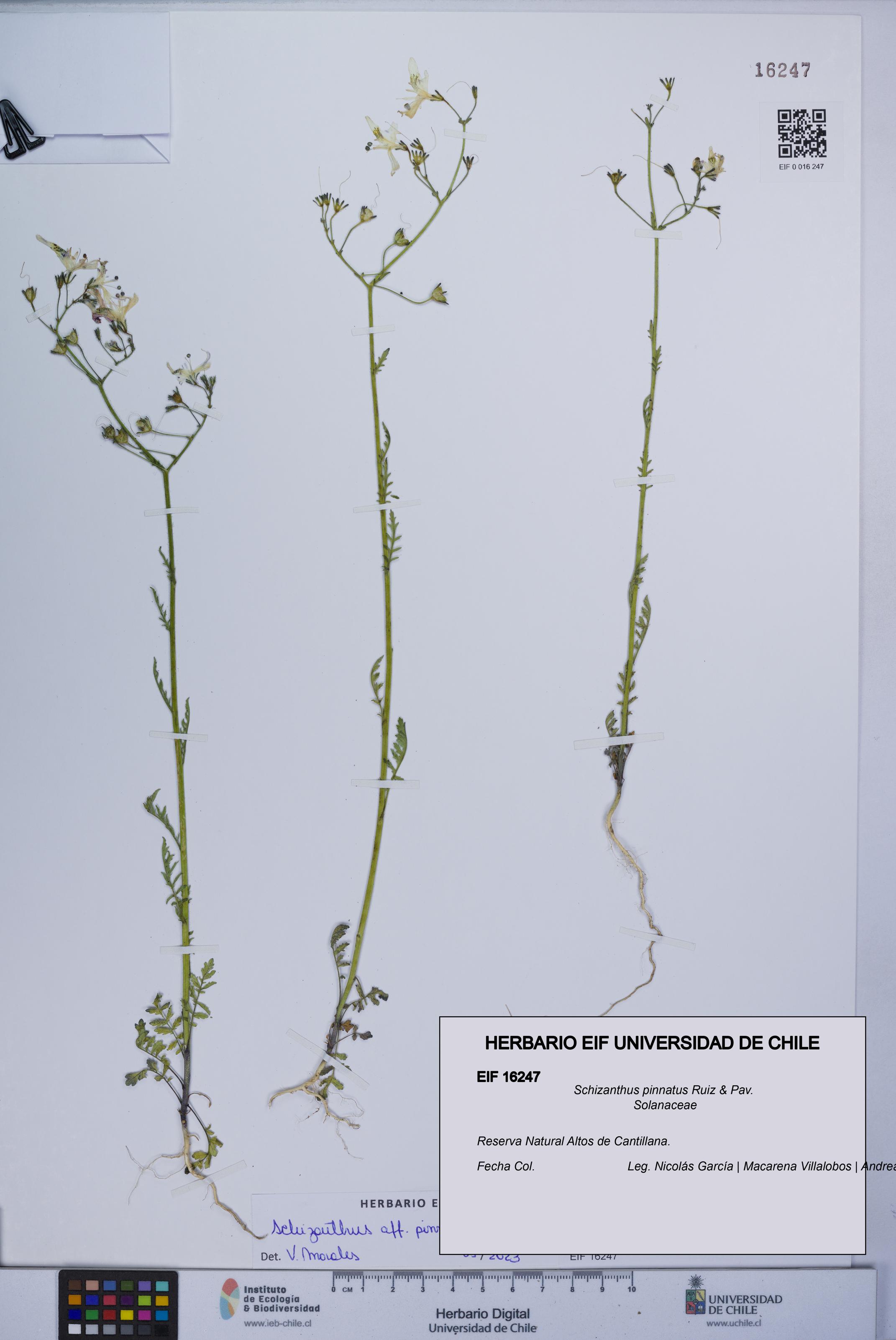 Schizanthus pinnatus [Espécimen: UCH:EIF:0016247]