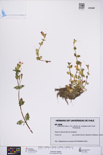 Erythranthe lutea [Espécimen: UCH:EIF:0016248]