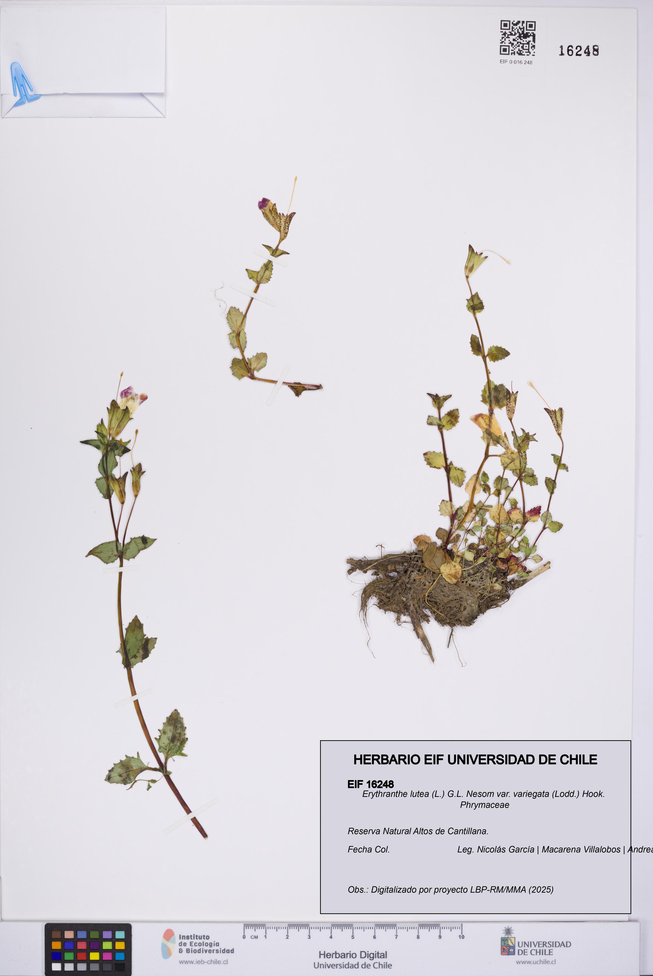 Erythranthe lutea [Espécimen: UCH:EIF:0016248]