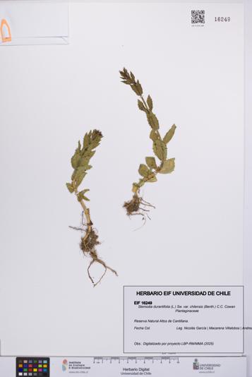 Stemodia durantifolia var. chilensis [Espécimen: UCH:EIF:0016249]