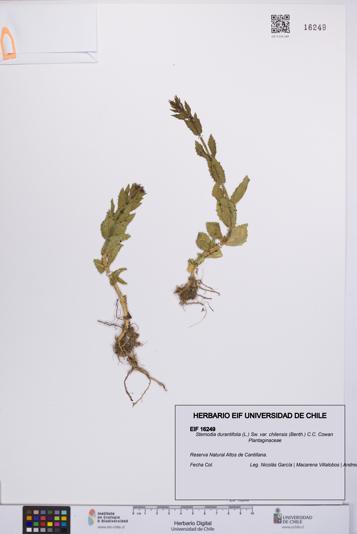 Stemodia durantifolia [Espécimen: UCH:EIF:0016249]