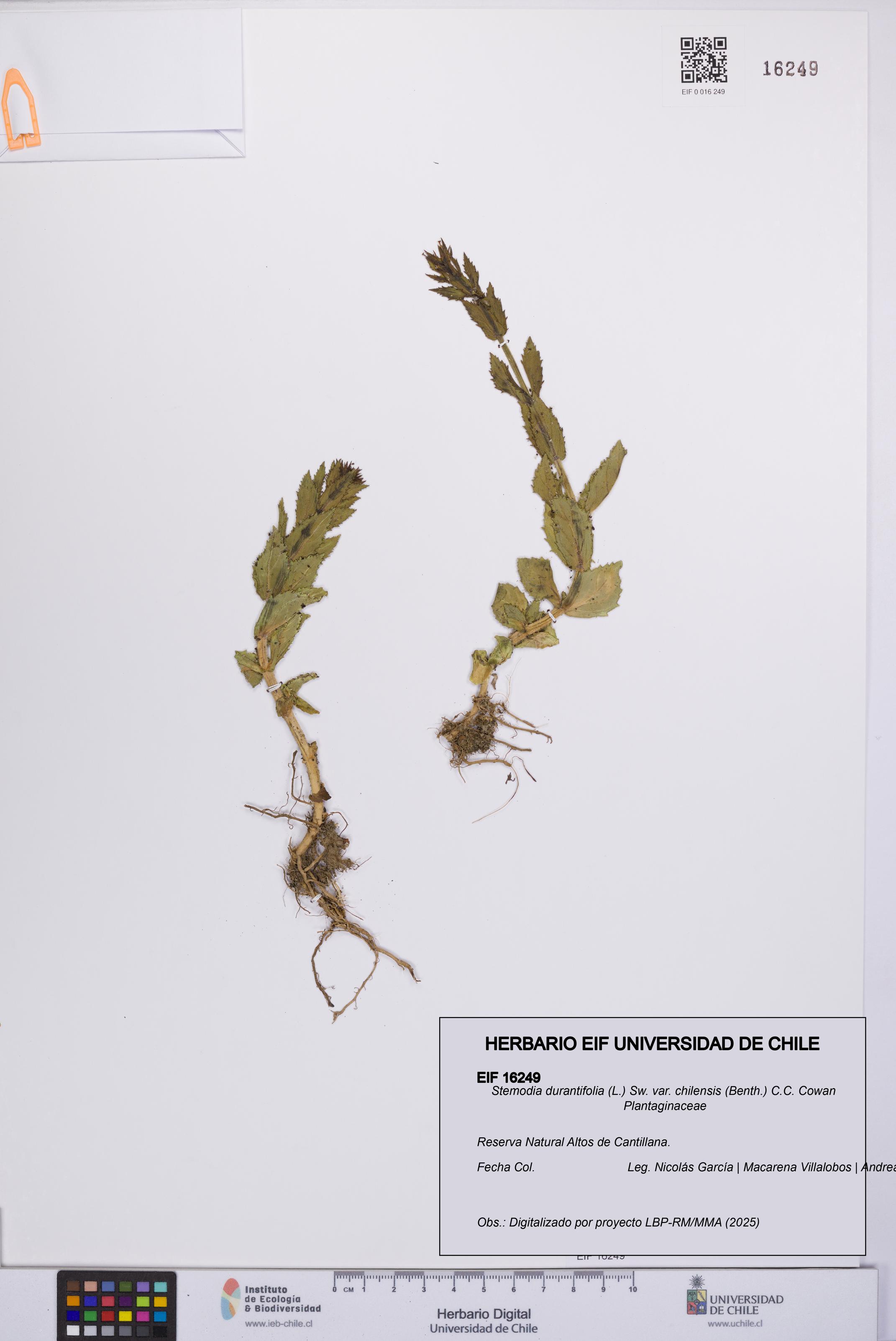 Stemodia durantifolia var. chilensis [Espécimen: UCH:EIF:0016249]