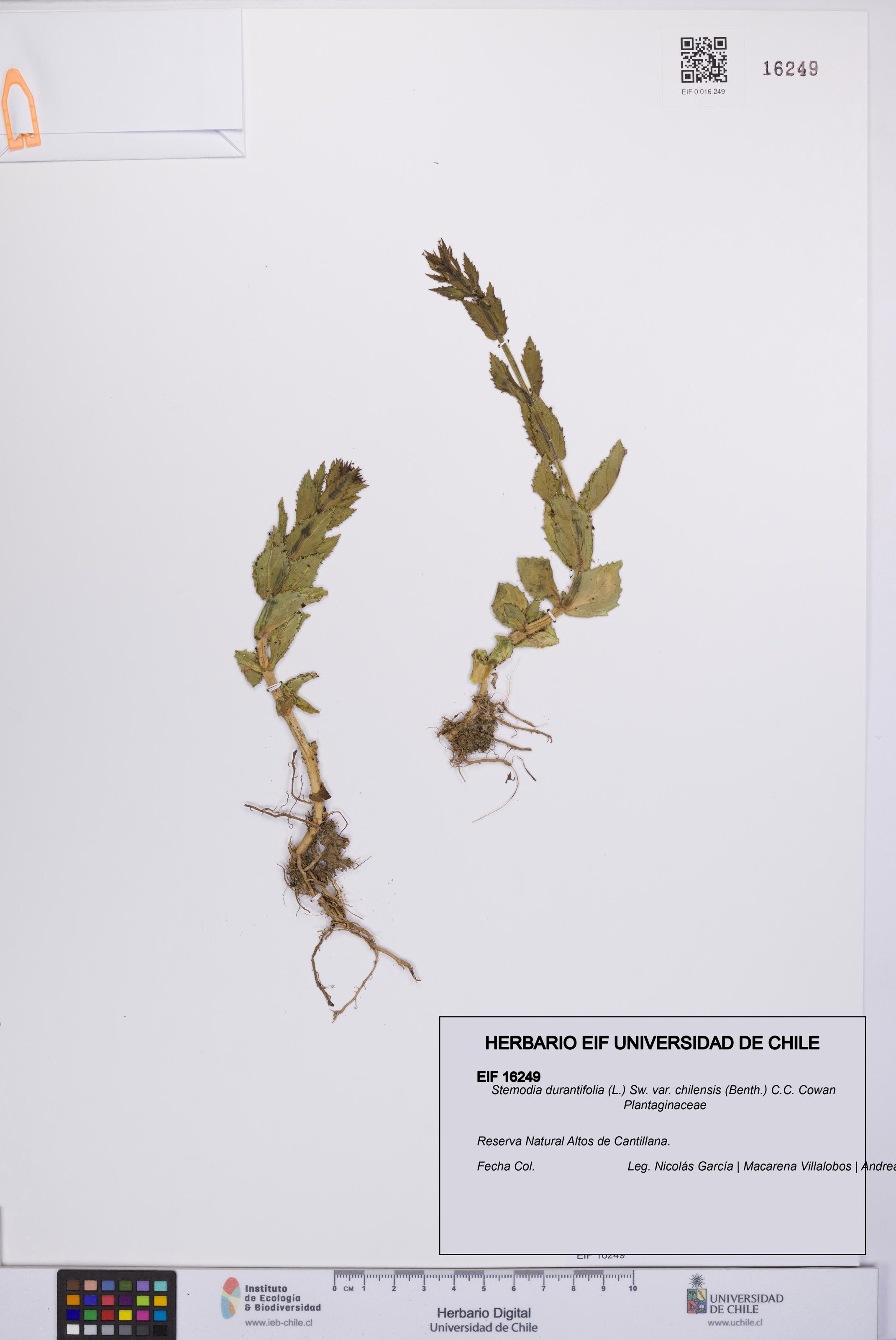 Stemodia durantifolia [Espécimen: UCH:EIF:0016249]