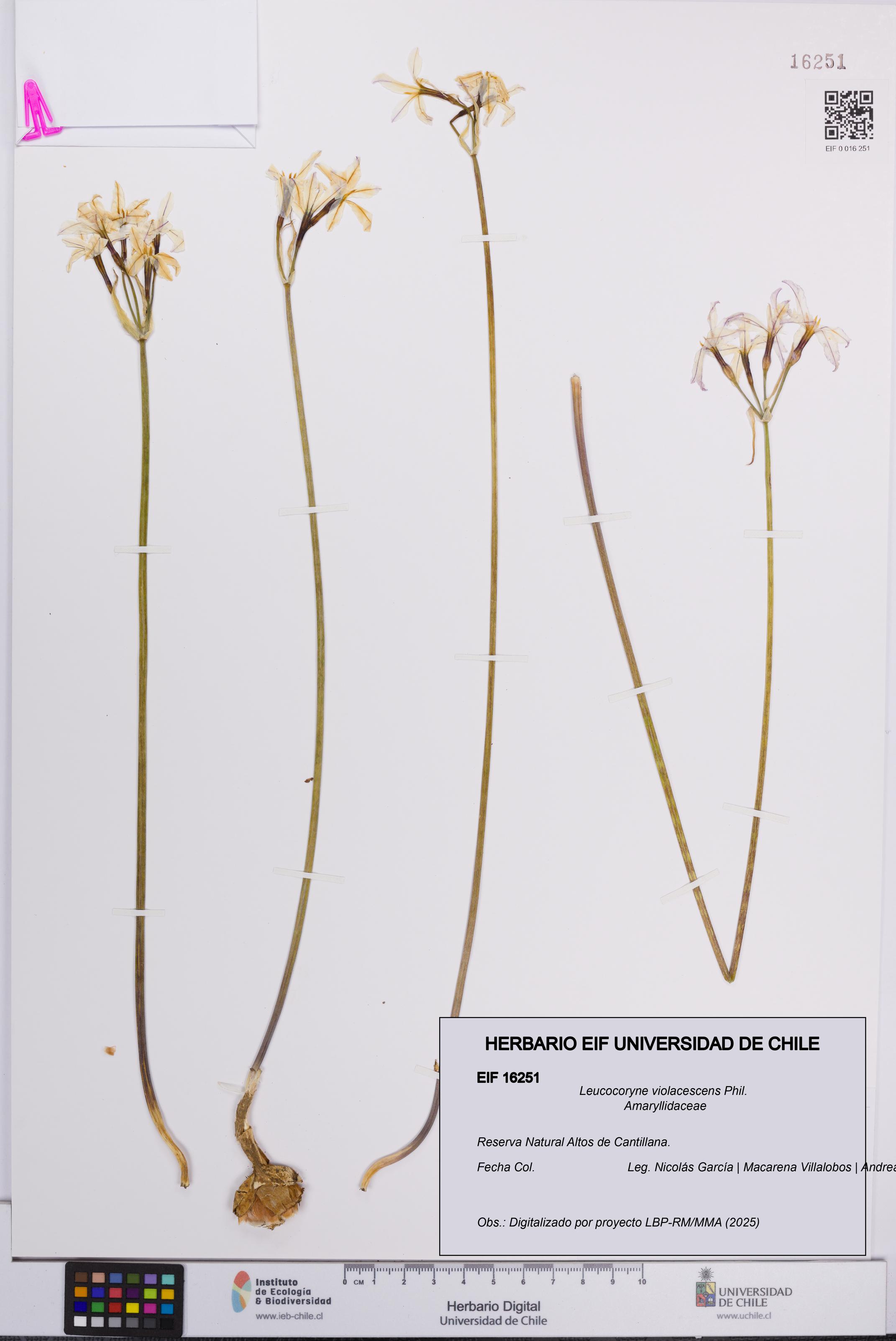 Leucocoryne violacescens [Espécimen: UCH:EIF:0016251]