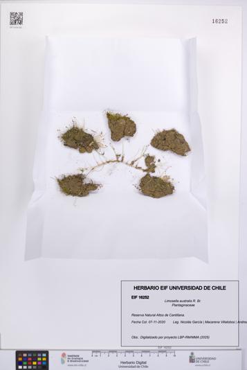 Limosella australis [Espécimen: UCH:EIF:0016252]