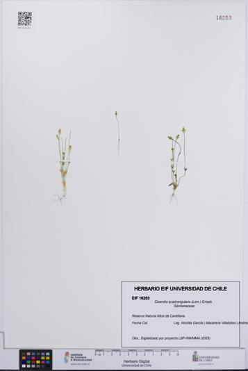 Cicendia quadrangularis [Espécimen: UCH:EIF:0016253]