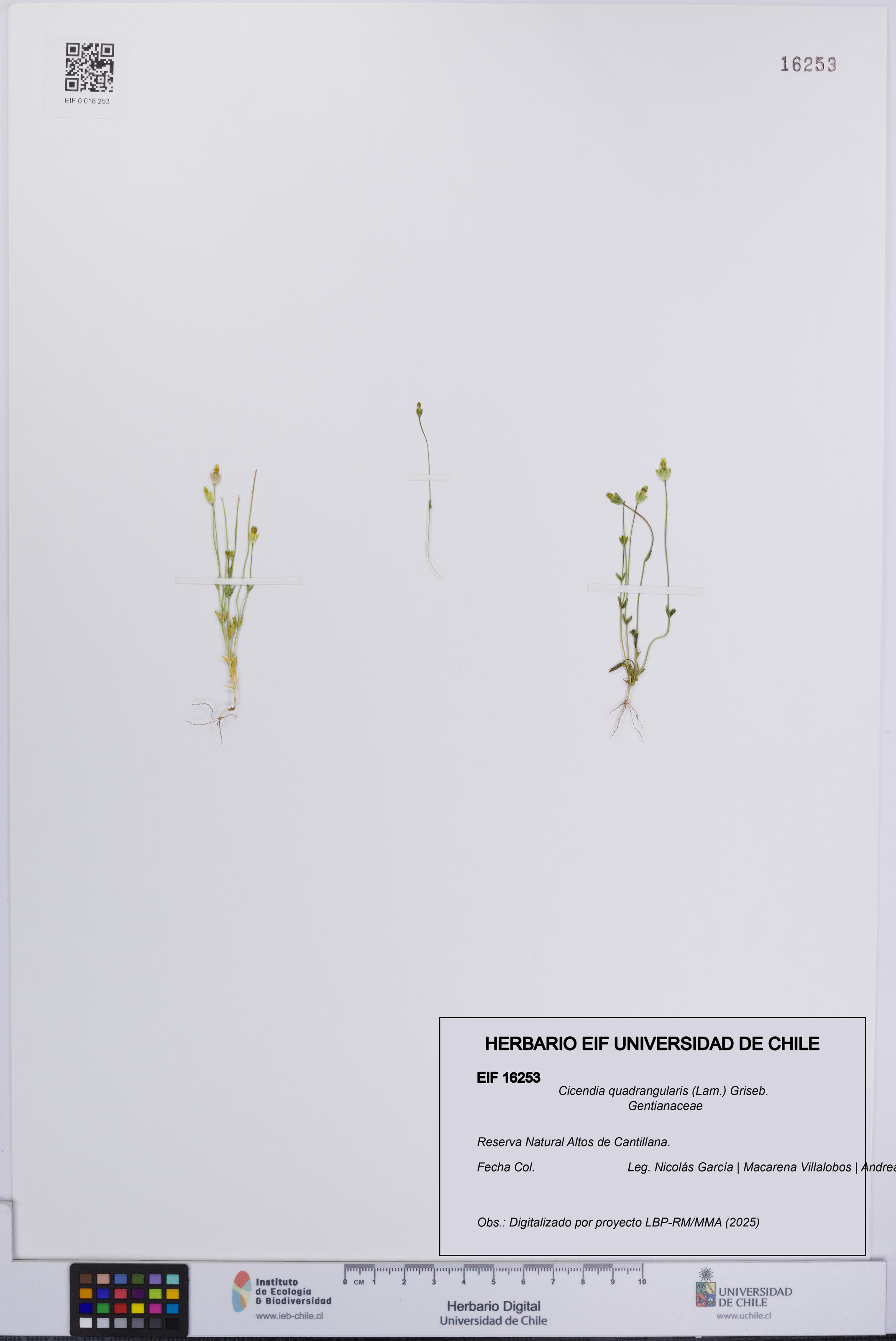 Cicendia quadrangularis [Espécimen: UCH:EIF:0016253]