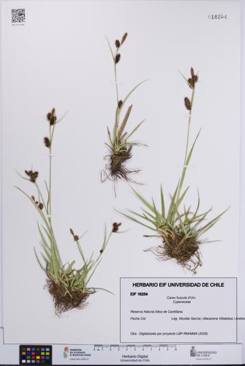Carex fuscula [Espécimen: UCH:EIF:0016254]