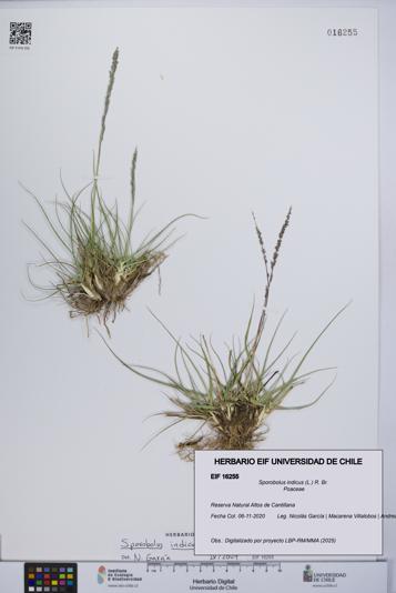 Sporobolus indicus [Espécimen: UCH:EIF:0016255]