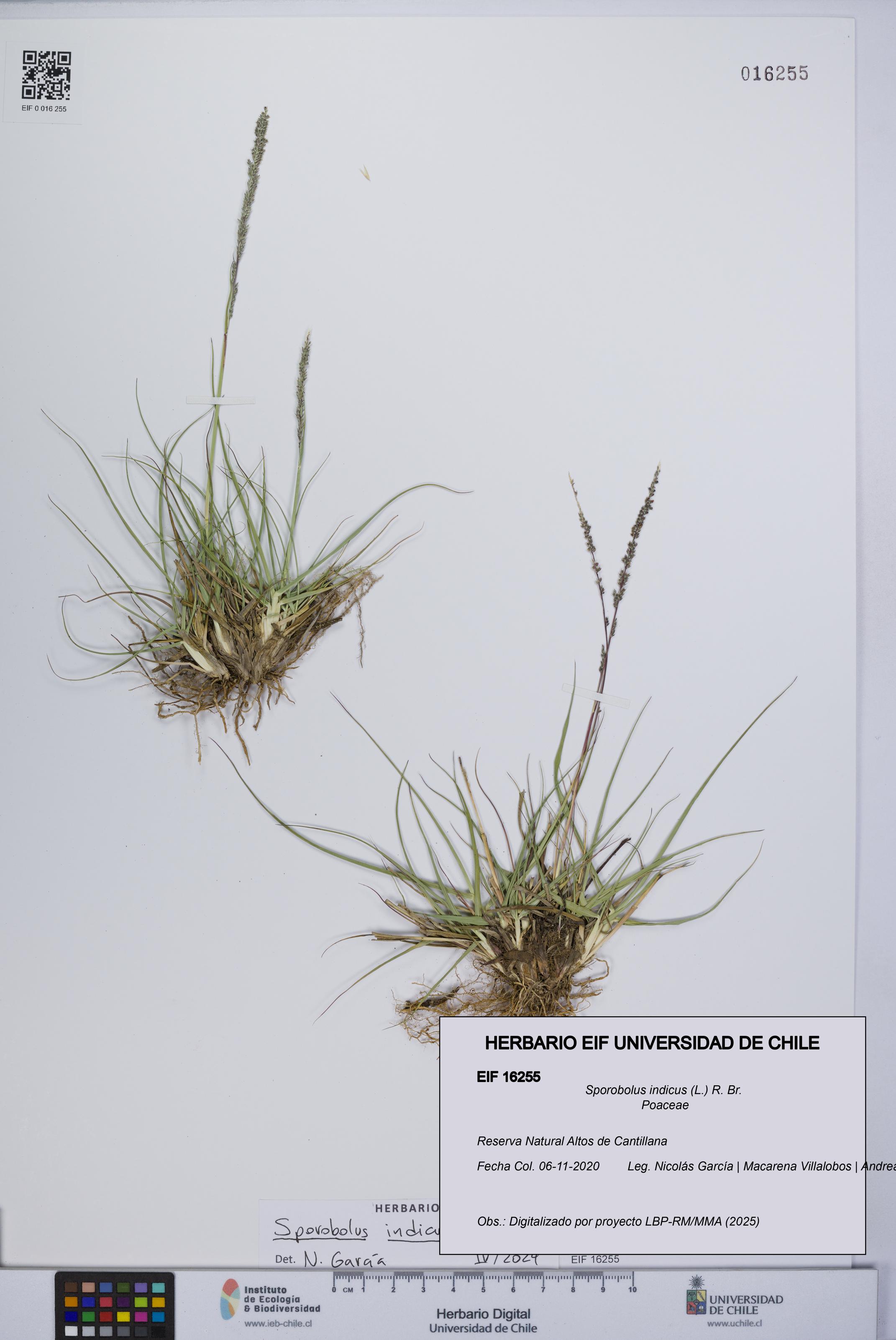 Sporobolus indicus [Espécimen: UCH:EIF:0016255]