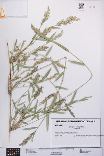 Chusquea cumingii [Espécimen: UCH:EIF:0016257]