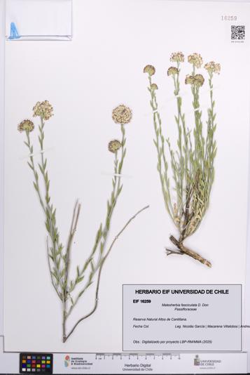 Malesherbia fasciculata [Espécimen: UCH:EIF:0016259]