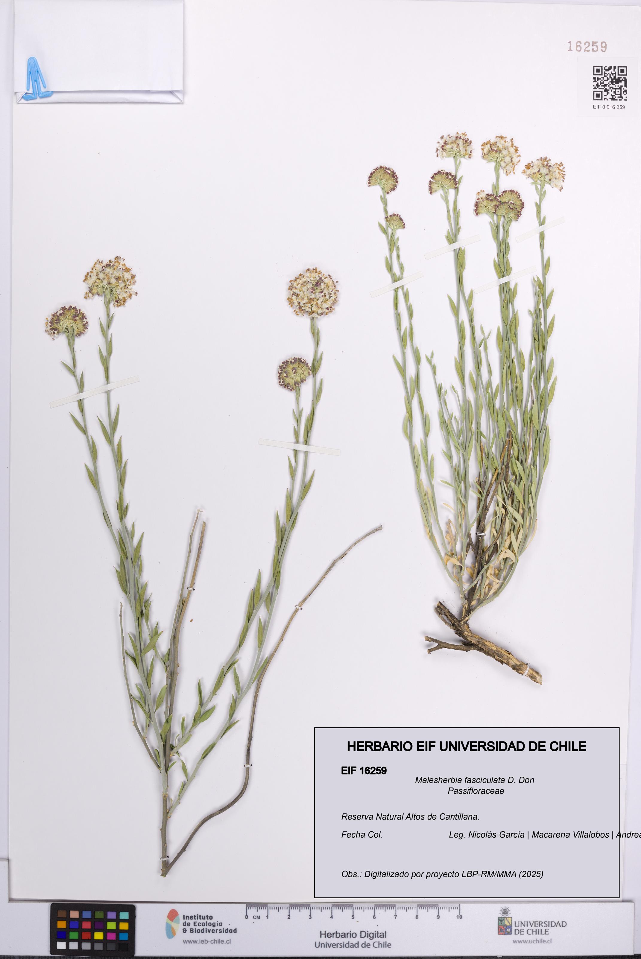 Malesherbia fasciculata [Espécimen: UCH:EIF:0016259]