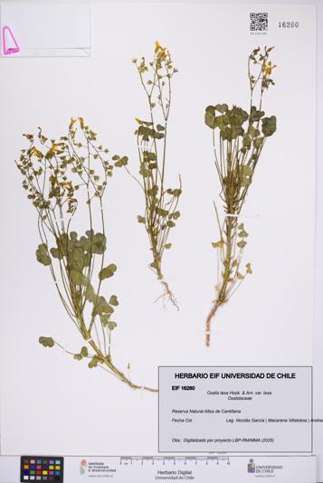 Oxalis laxa var. laxa [Espécimen: UCH:EIF:0016260]