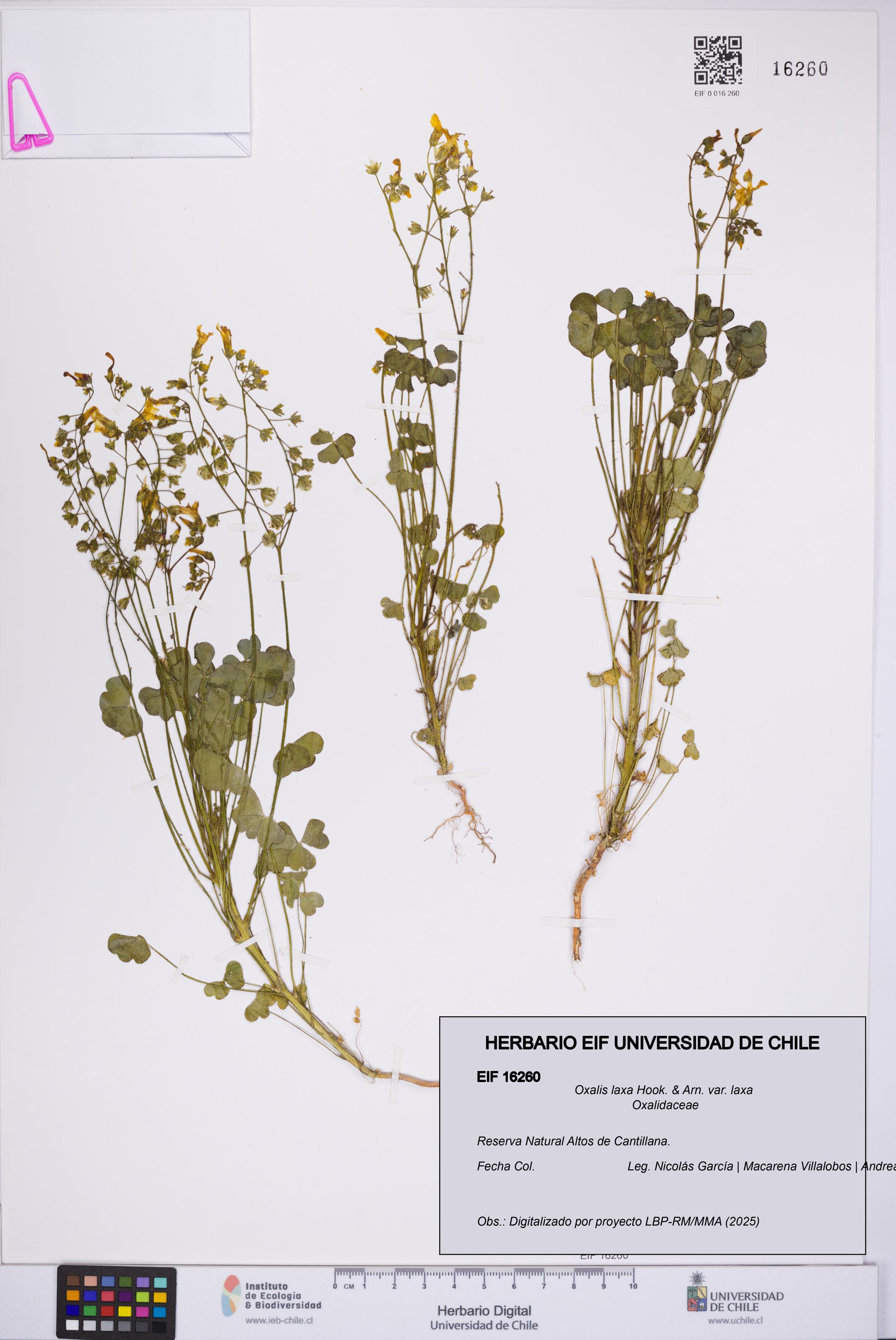 Oxalis laxa var. laxa [Espécimen: UCH:EIF:0016260]