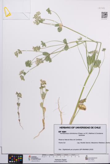 Homalocarpus dichotomus [Espécimen: UCH:EIF:0016261]