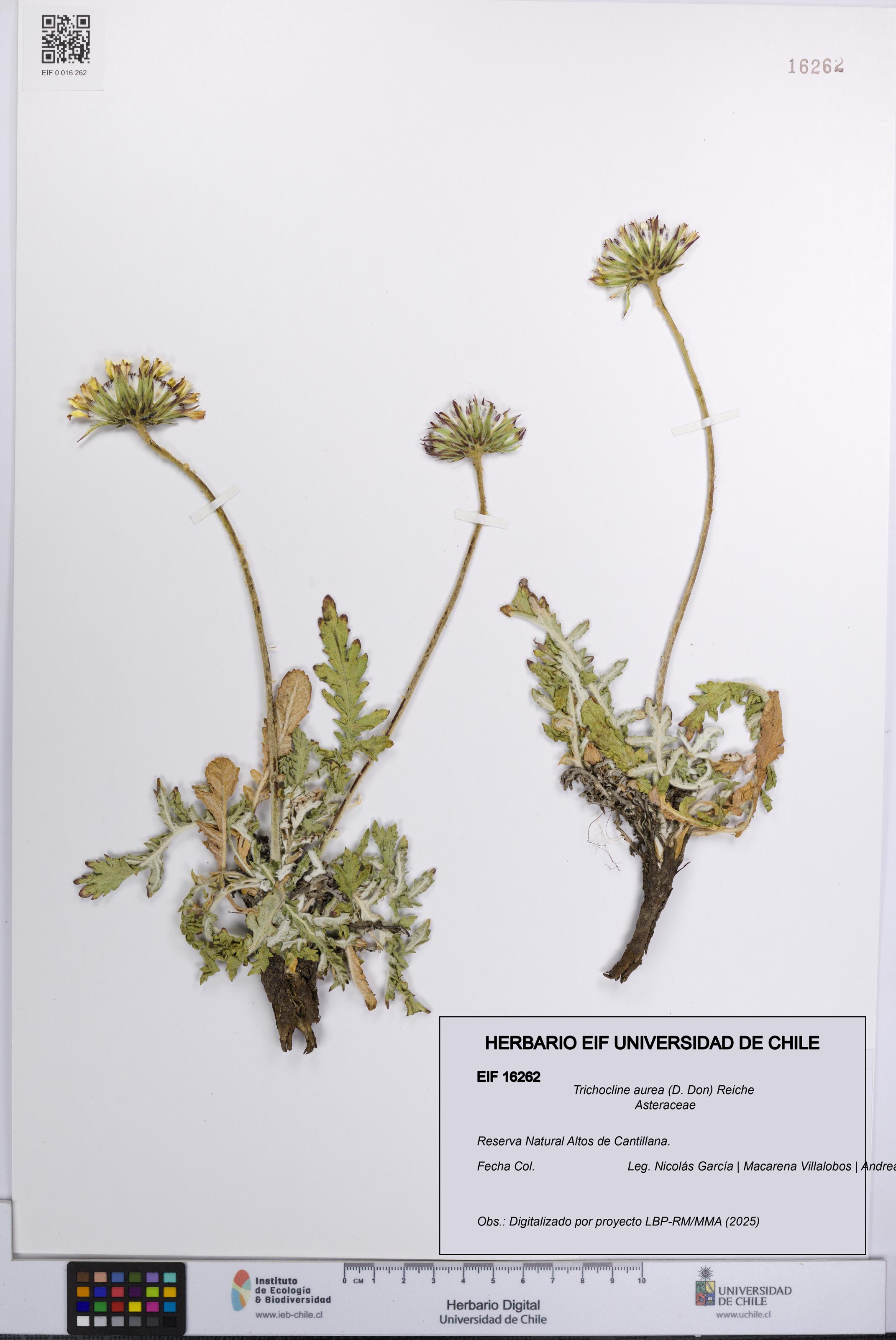 Trichocline aurea [Espécimen: UCH:EIF:0016262]