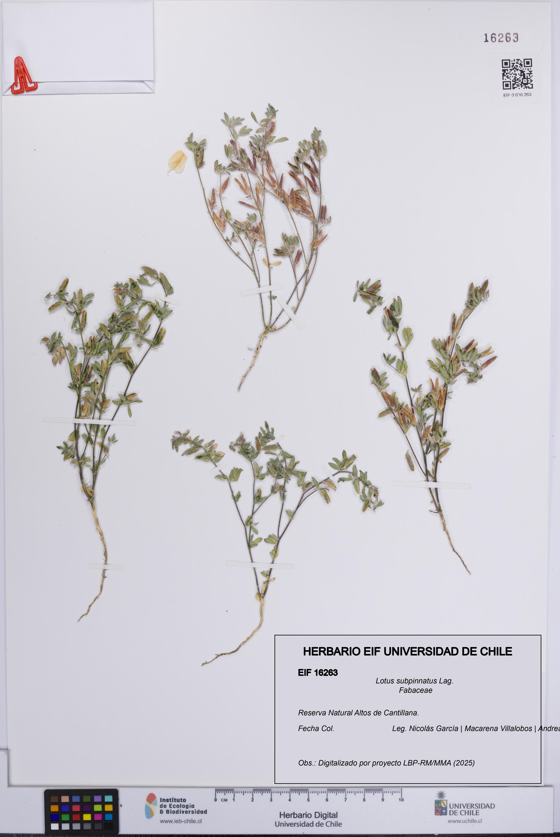 Lotus subpinnatus [Espécimen: UCH:EIF:0016263]