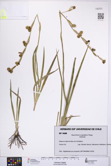Sisyrinchium cuspidatum [Espécimen: UCH:EIF:0016265]