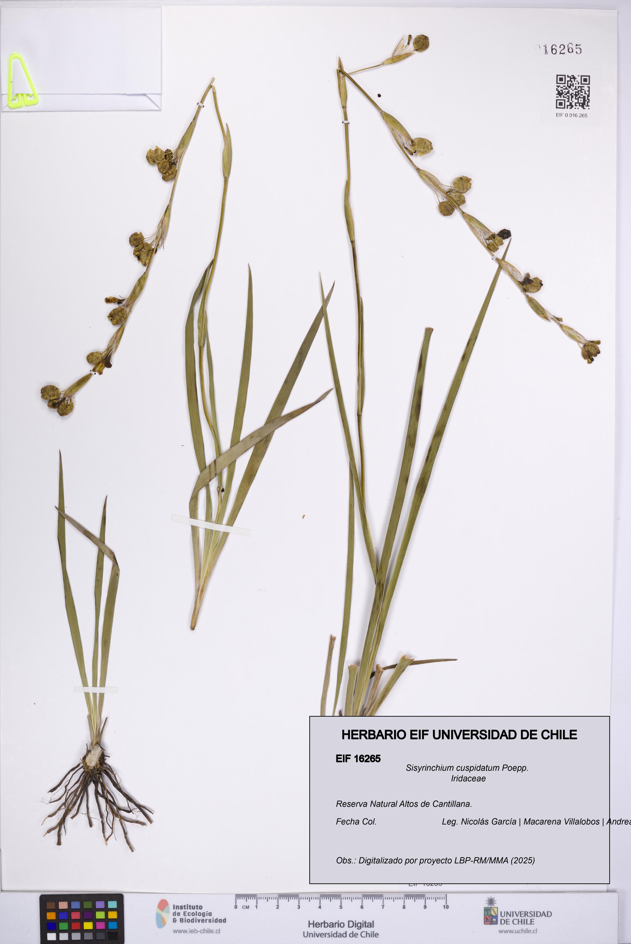 Sisyrinchium cuspidatum [Espécimen: UCH:EIF:0016265]