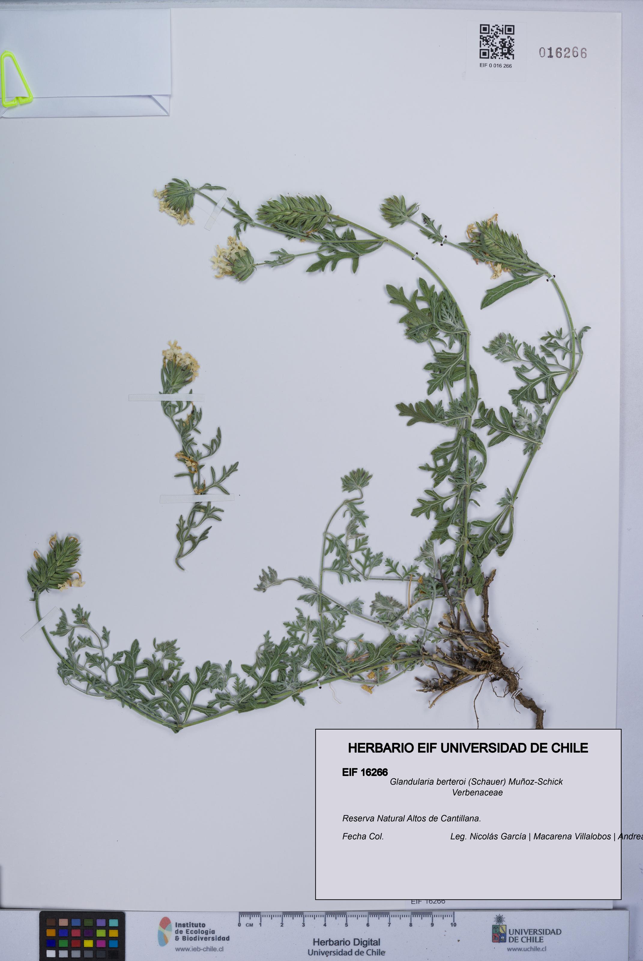 Glandularia berteroi [Espécimen: UCH:EIF:0016266]