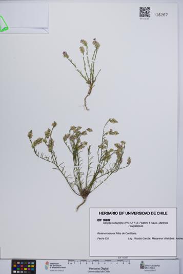 Senega subandina [Espécimen: UCH:EIF:0016267]