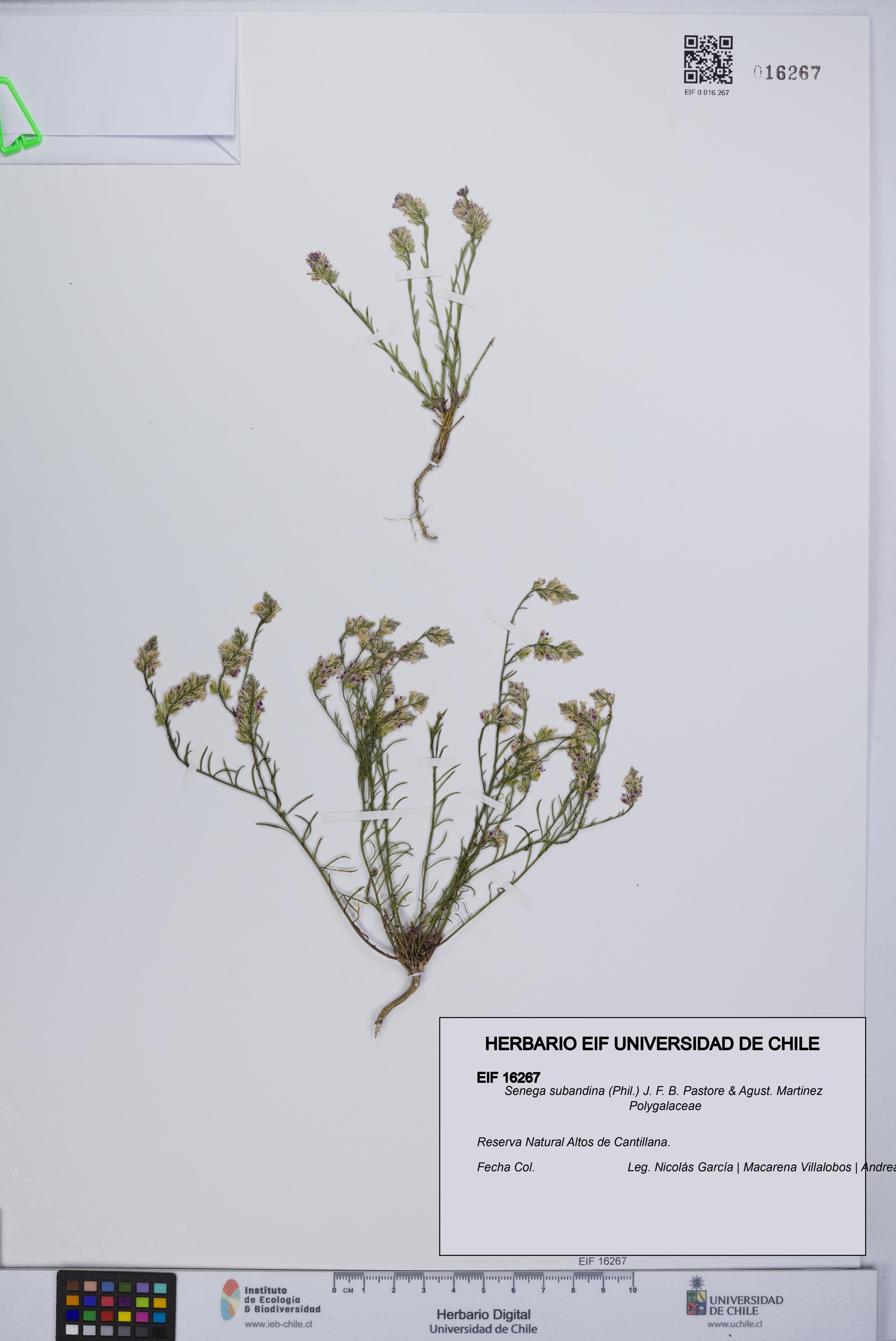 Senega subandina [Espécimen: UCH:EIF:0016267]