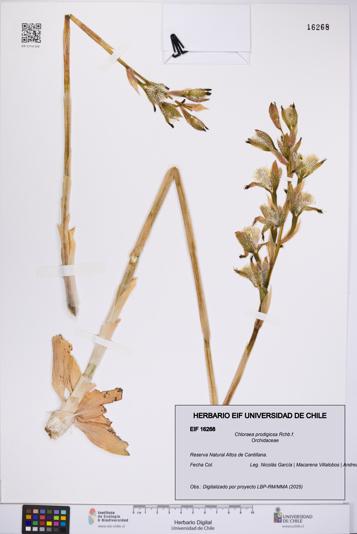 Chloraea prodigiosa [Espécimen: UCH:EIF:0016268]
