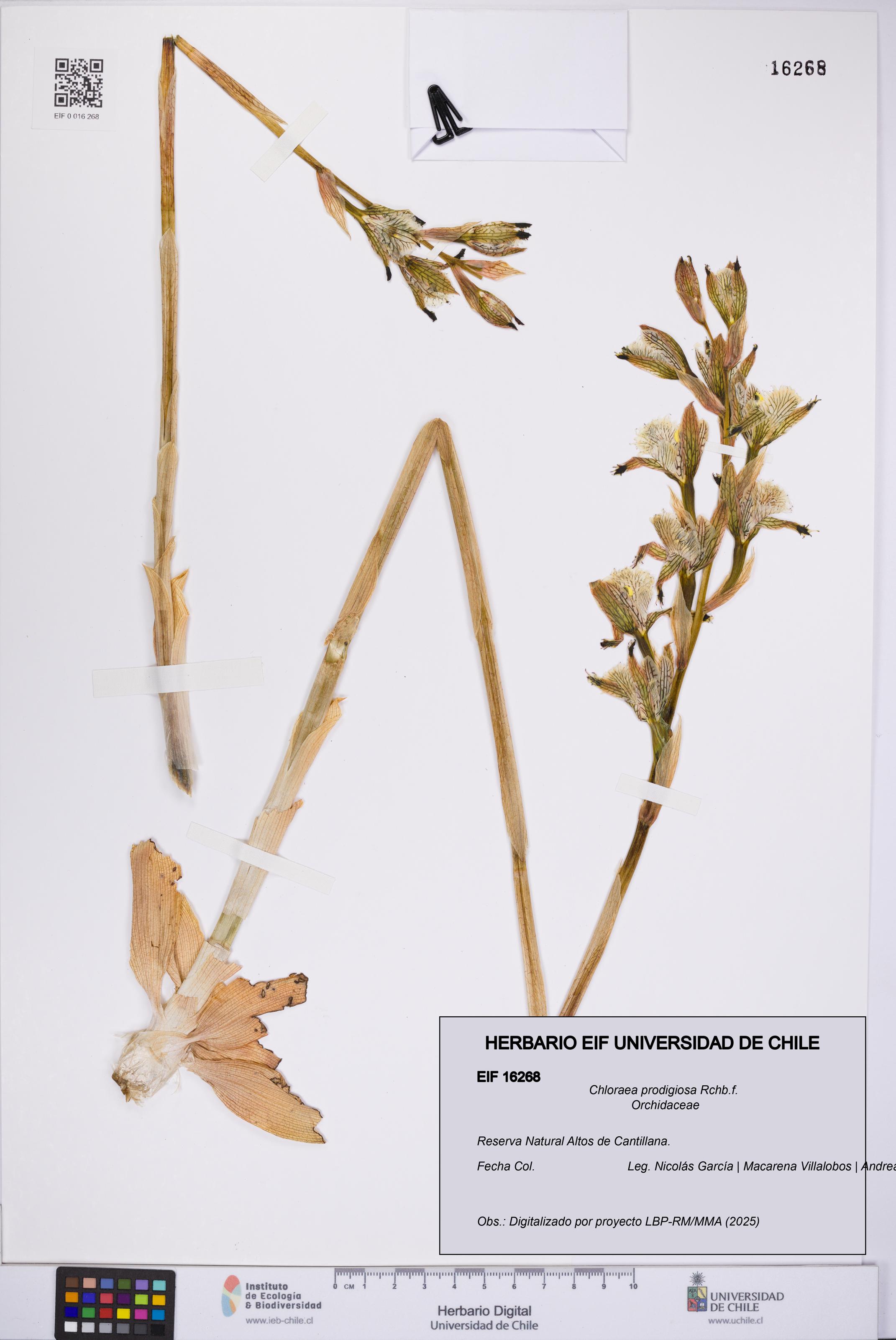 Chloraea prodigiosa [Espécimen: UCH:EIF:0016268]