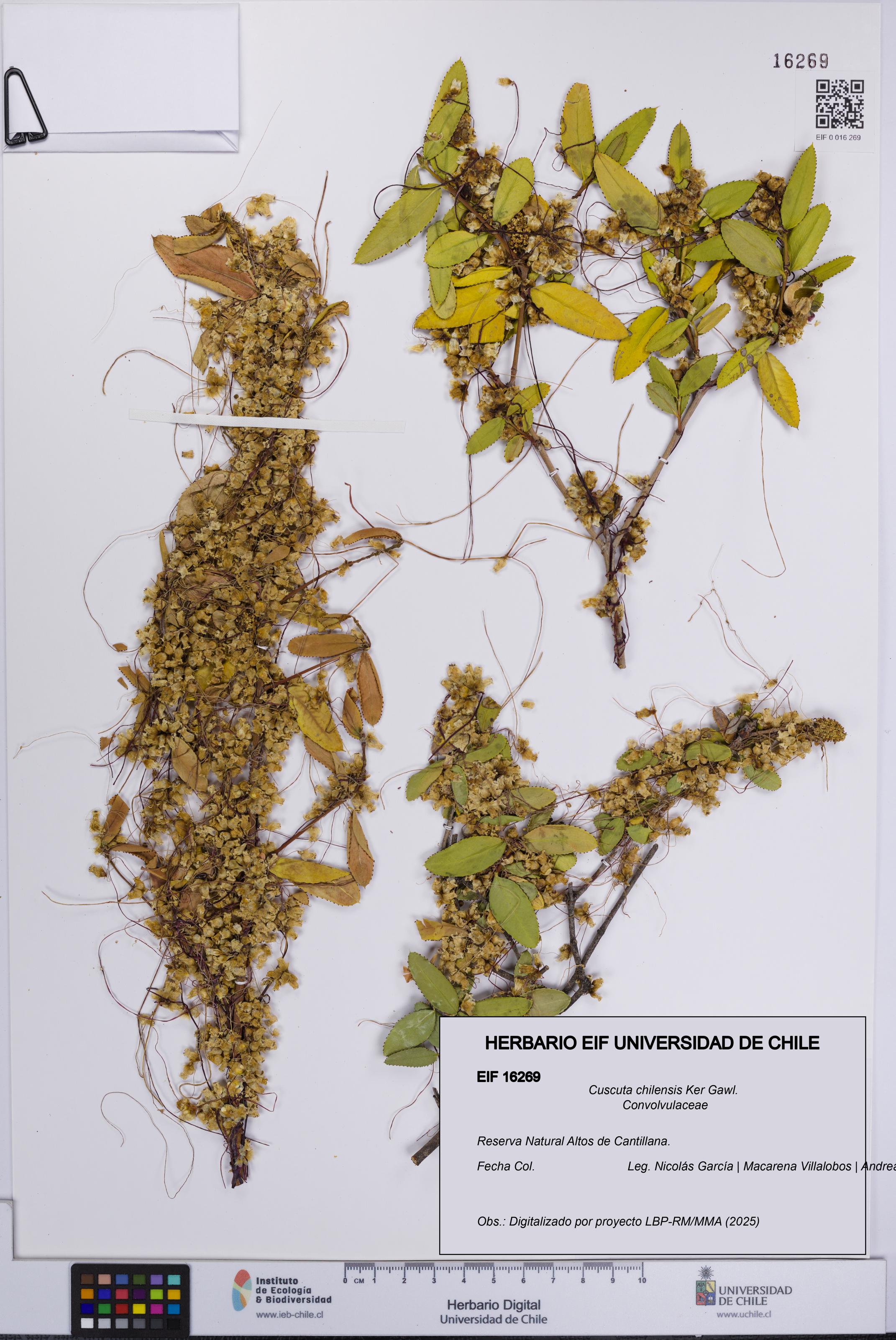 Cuscuta chilensis [Espécimen: UCH:EIF:0016269]