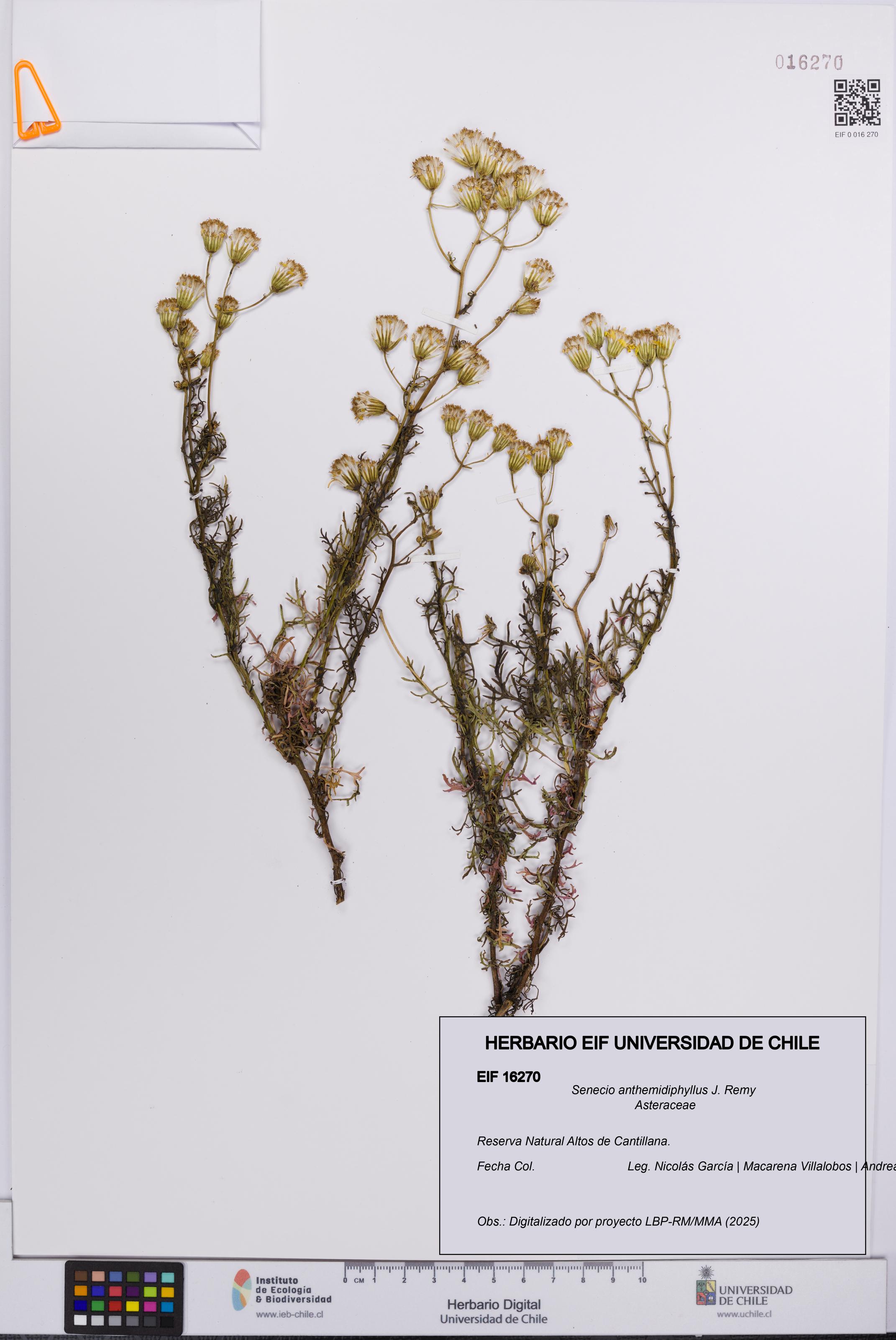 Senecio anthemidiphyllus [Espécimen: UCH:EIF:0016270]