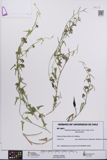 Tweedia birostrata [Espécimen: UCH:EIF:0016271]