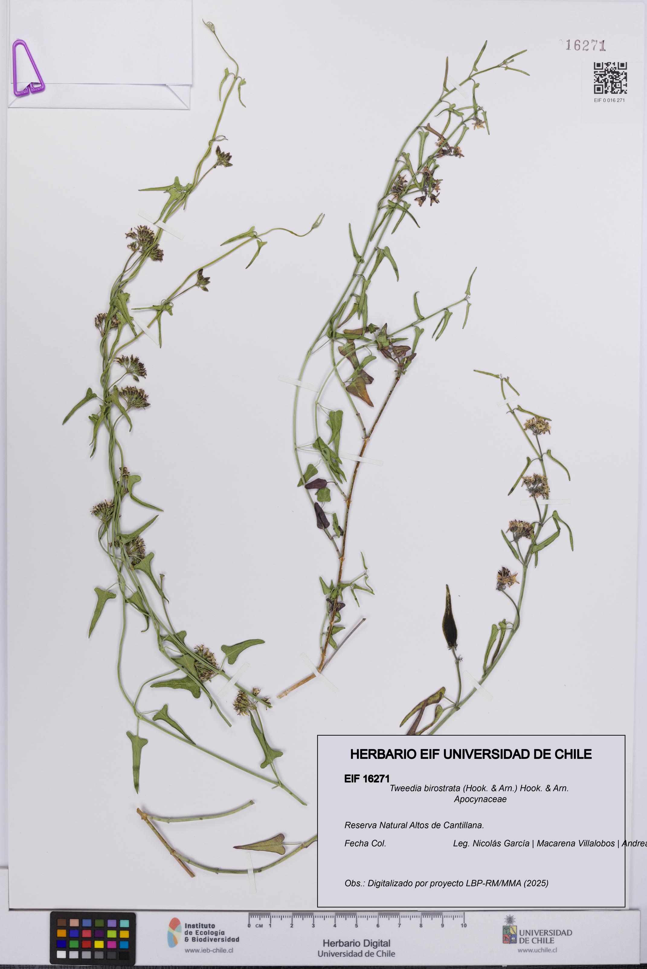 Tweedia birostrata [Espécimen: UCH:EIF:0016271]