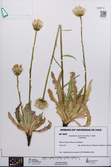 Hypochaeris scorzonerae [Espécimen: UCH:EIF:0016272]
