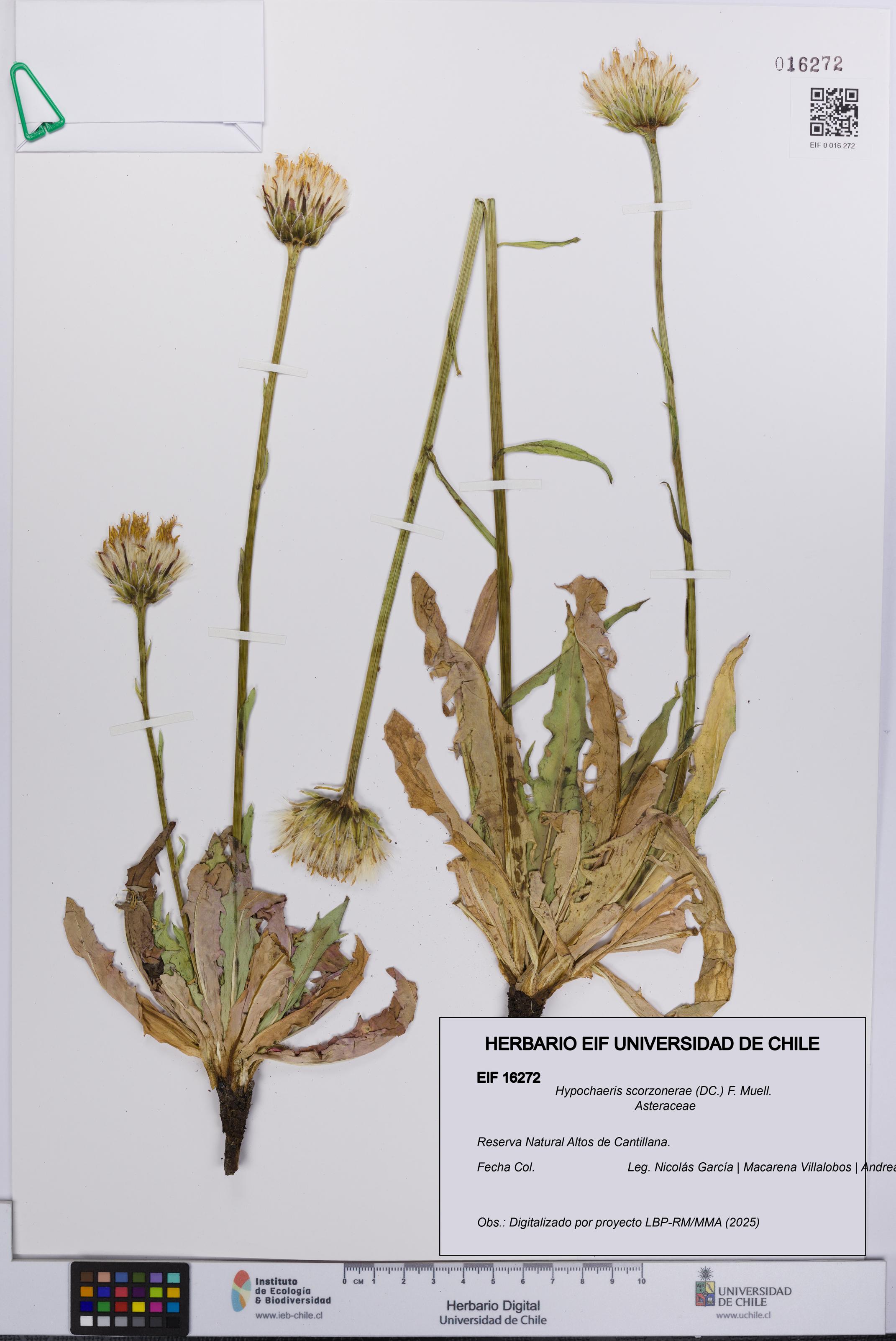Hypochaeris scorzonerae [Espécimen: UCH:EIF:0016272]