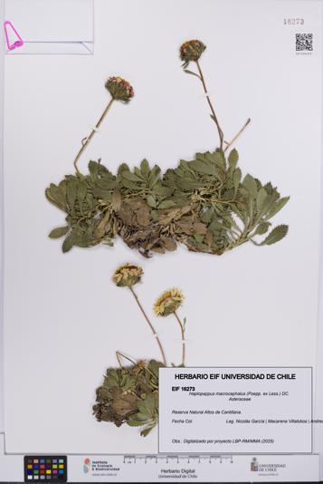 Haplopappus macrocephalus [Espécimen: UCH:EIF:0016273]