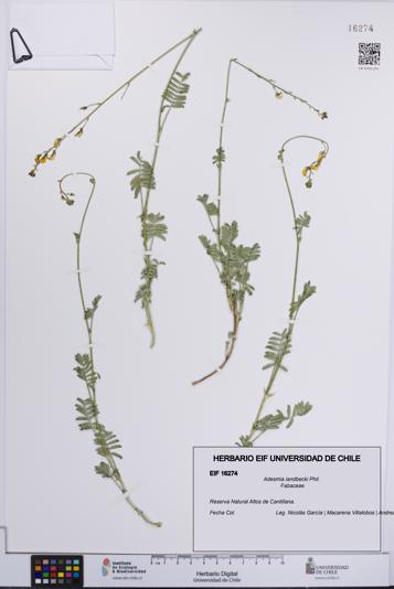 Adesmia landbecki [Espécimen: UCH:EIF:0016274]